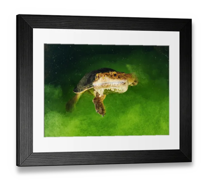 Framed Print : Sandstone long-necked turtle (Chelodina burrungandjii) with head above water surface at night, Pentecost River, Western Australia Framed Print : Sandstone long-necked turtle (Chelodina burrungandjii) with head above water surface at night, Pentecost River, Western Australia
