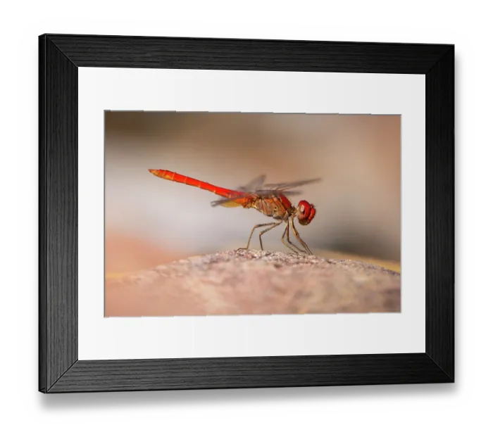 Framed Print : Scarlet percher (Diplacodes haematodes) portrait, Adelaide River Hills, Northern Territory, Australia Framed Print : Scarlet percher (Diplacodes haematodes) portrait, Adelaide River Hills, Northern Territory, Australia