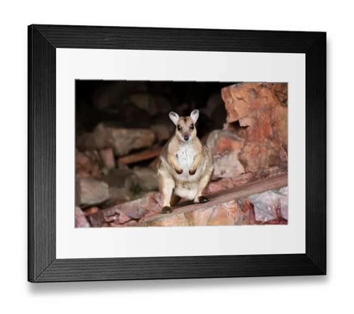 Framed Print : RF - Wilkins rock wallaby (Petrogale wilkinsi) female with a joey hidden in pouch, emerging from daytime shelter, Adelaide River Hills, Northern Territory Framed Print : RF - Wilkins rock wallaby (Petrogale wilkinsi) female with a joey hidden in pouch, emerging from daytime shelter, Adelaide River Hills, Northern Territory