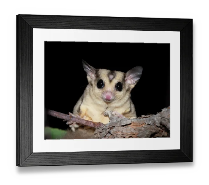 Framed Print : Savanna glider (Petaurus ariel) with small bald patch of fur on forehead, sitting in tree at night, Adelaide River Hills, Northern Territory, Australia