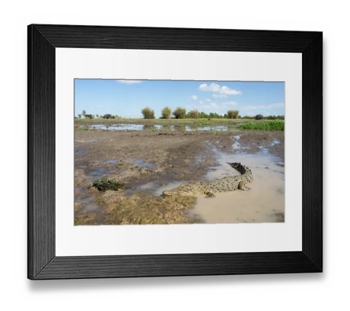 Framed Print : Saltwater crocodile (Crocodylus porosus) juvenile, basking on mud flats off Corroboree billabong, Northern Territory, Australia Framed Print : Saltwater crocodile (Crocodylus porosus) juvenile, basking on mud flats off Corroboree billabong, Northern Territory, Australia