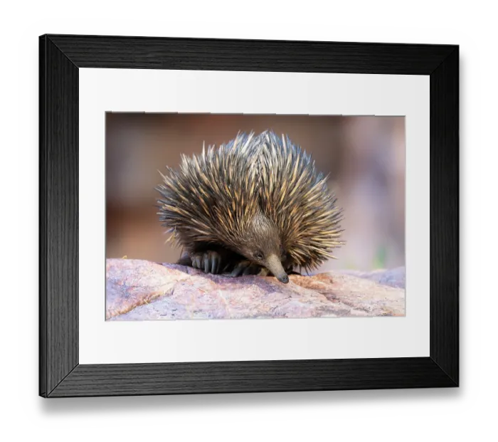 Framed Print : Short-beaked echidna (Tachyglossus aculeatus) resting on rock during the day, Adelaide River Hills, Northern Territory, Australia Framed Print : Short-beaked echidna (Tachyglossus aculeatus) resting on rock during the day, Adelaide River Hills, Northern Territory, Australia