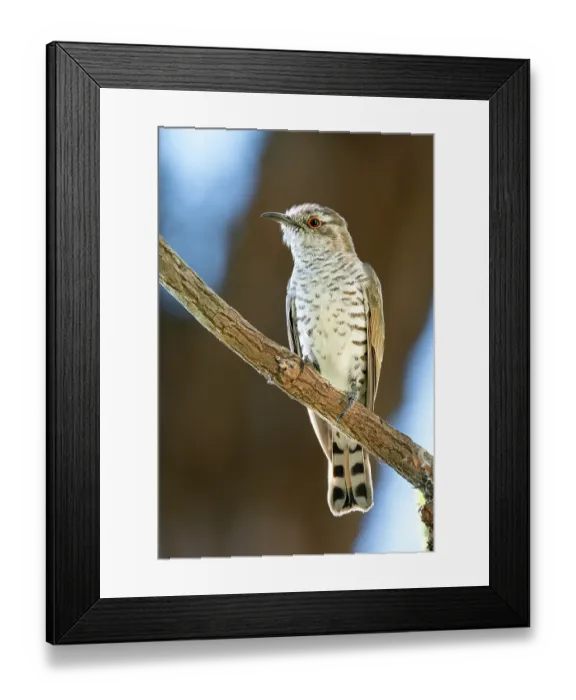 Framed Print : Little bronze cuckoo (Chrysococcyx minutillus) perched on branch, Adelaide RIver Hills, Northern Territory, Australia Framed Print : Little bronze cuckoo (Chrysococcyx minutillus) perched on branch, Adelaide RIver Hills, Northern Territory, Australia