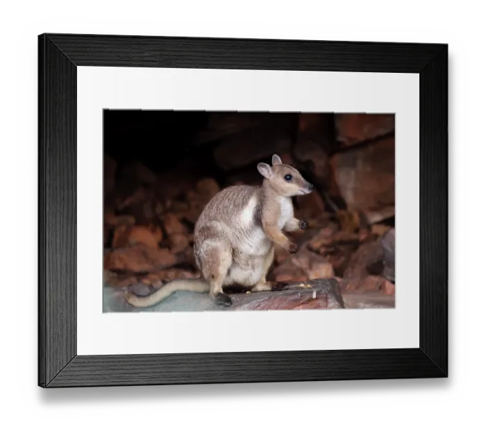 Framed Print : Wilkins rock wallaby (Petrogale wilkinsi) female with a joey hidden in pouch, emerging from daytime shelter, Adelaide River Hills, Northern Territory, Australia Framed Print : Wilkins rock wallaby (Petrogale wilkinsi) female with a joey hidden in pouch, emerging from daytime shelter, Adelaide River Hills, Northern Territory, Australia