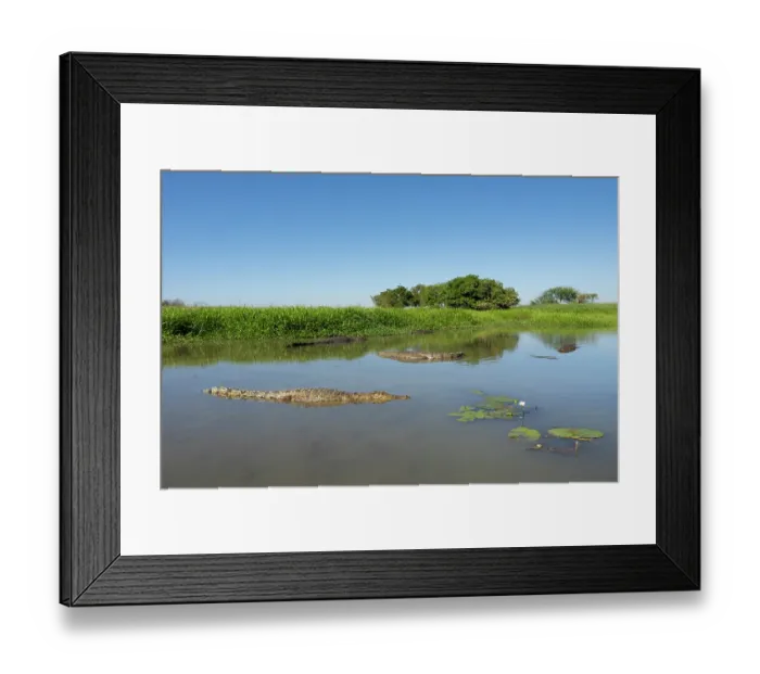 Framed Print : Group of Saltwater crocodiles (Crocodylus porosus) congregating in shallow water in the dry season, Corroboree billabong, Northern Territory, Australia Framed Print : Group of Saltwater crocodiles (Crocodylus porosus) congregating in shallow water in the dry season, Corroboree billabong, Northern Territory, Australia