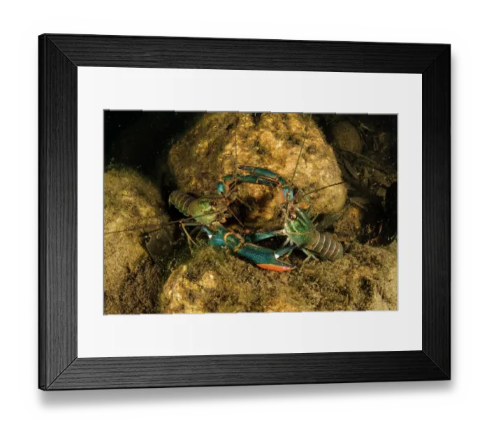 Framed Print : Two Australian redclaw crayfish (Cherax quadricarinatus) males, fighting on riverbed, Adelaide River Hills, Northern Territory, Australia Framed Print : Two Australian redclaw crayfish (Cherax quadricarinatus) males, fighting on riverbed, Adelaide River Hills, Northern Territory, Australia
