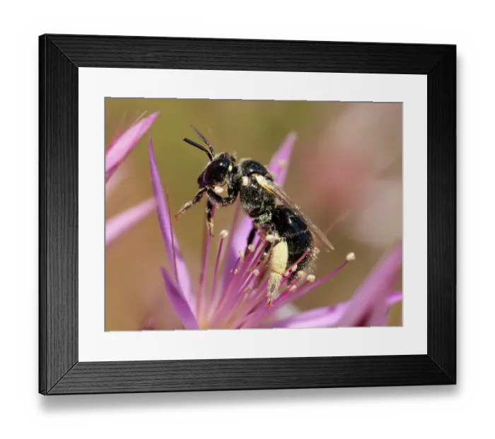 Framed Print : Stingless bee (Braunsapis sp.) resting on Turkeybush (Calytrix sp.) flower, Adelaide River Hills, Northern Territory, Australia Framed Print : Stingless bee (Braunsapis sp.) resting on Turkeybush (Calytrix sp.) flower, Adelaide River Hills, Northern Territory, Australia