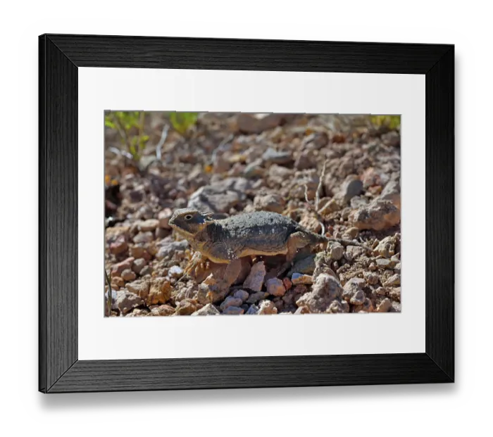Framed Print : Round-tailed horned lizard (Phrynosoma modestum) on dry ground, near San Simon, Arizona, USA. May