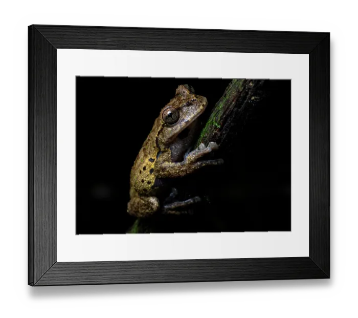Framed Print : Matuda's spikethumb frog (Plectrohyla matudai) sitting on branch, Tarrales Natural Reserve, Guatemala