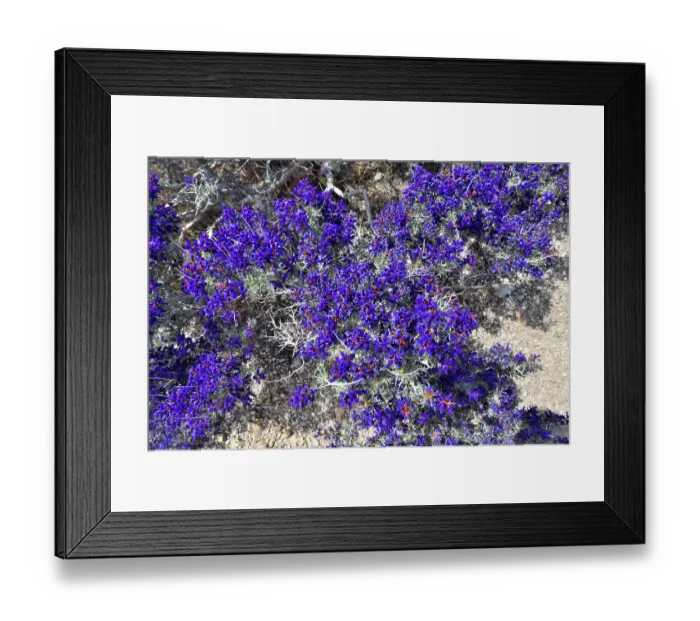 Framed Print : Mojave indigo bush (Psorothamnus arborescens) in flower, Mojave National Preserve, Mojave desert, California, USA. May Framed Print : Mojave indigo bush (Psorothamnus arborescens) in flower, Mojave National Preserve, Mojave desert, California, USA. May