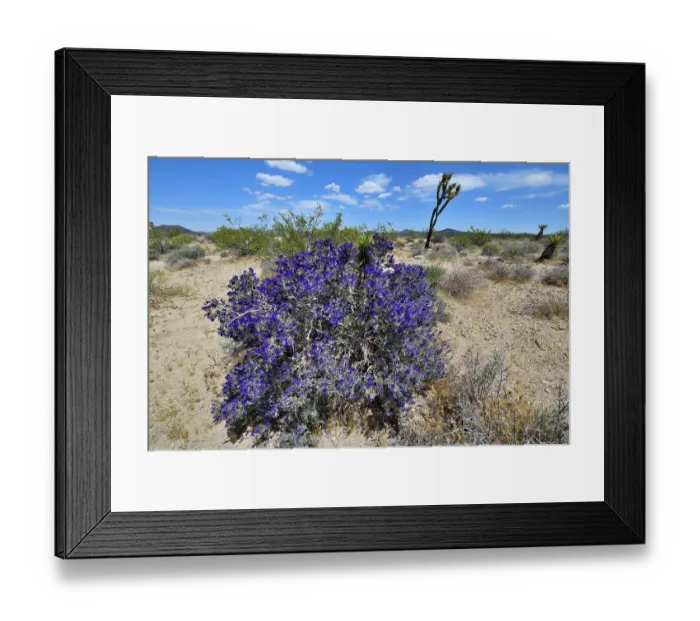 Framed Print : Mojave indigo bush (Psorothamnus arborescens) in flower, Mojave National Preserve, Mojave desert, California, USA. May Framed Print : Mojave indigo bush (Psorothamnus arborescens) in flower, Mojave National Preserve, Mojave desert, California, USA. May