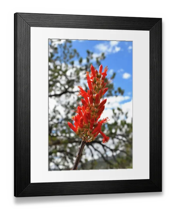 Framed Print : Ocotillo (Fouquieria splendens) in flower, Chihuahuan Desert, Arizona, USA. May Framed Print : Ocotillo (Fouquieria splendens) in flower, Chihuahuan Desert, Arizona, USA. May
