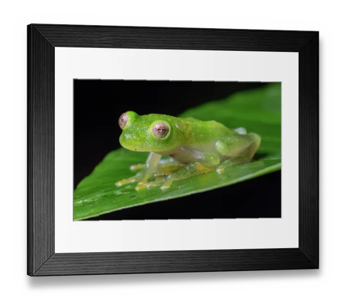 Framed Print : Glass frog (Hyalinobatrachium viridissimum) sitting on leaf, Tarrales Natural Reserve, Guatemala Framed Print : Glass frog (Hyalinobatrachium viridissimum) sitting on leaf, Tarrales Natural Reserve, Guatemala