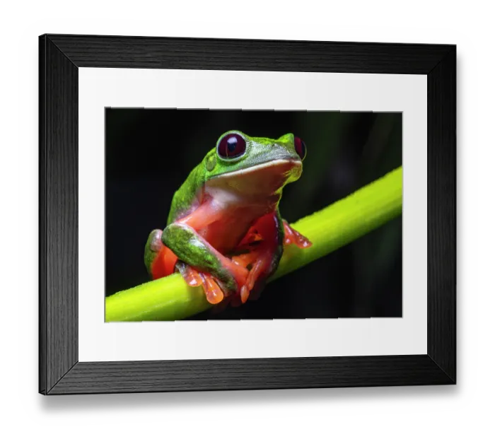Framed Print : Black-eyed tree frog (Agalychnis moreletii) sitting on plant stem, Tarrales Natural Reserve, Guatemala Framed Print : Black-eyed tree frog (Agalychnis moreletii) sitting on plant stem, Tarrales Natural Reserve, Guatemala