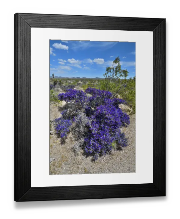 Framed Print : RF - Mojave indigo bush (Psorothamnus arborescens) in flower, Mojave National Preserve, Mojave desert, California, USA. May Framed Print : RF - Mojave indigo bush (Psorothamnus arborescens) in flower, Mojave National Preserve, Mojave desert, California, USA. May