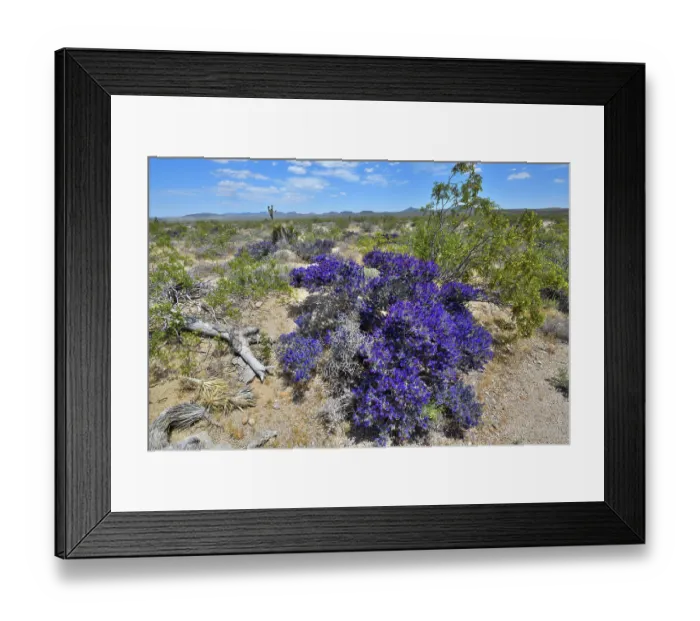 Framed Print : Mojave indigo bush (Psorothamnus arborescens) in flower, Mojave National Preserve, Mojave desert, California, USA. May Framed Print : Mojave indigo bush (Psorothamnus arborescens) in flower, Mojave National Preserve, Mojave desert, California, USA. May