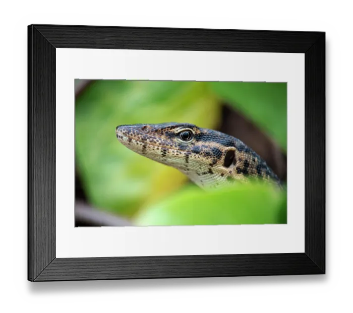 Framed Print : Mitchell's water monitor (Varanus mitchelli) peering out from coastal vegetation, Darwin area, Northern Territory, Australia. Critically endangered Framed Print : Mitchell's water monitor (Varanus mitchelli) peering out from coastal vegetation, Darwin area, Northern Territory, Australia. Critically endangered