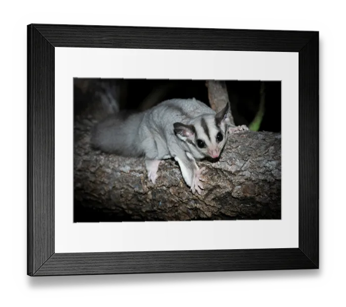 Framed Print : Savanna glider (Petaurus ariel) resting on log at night, Adelaide River Hills, Northern Territory, Australia Framed Print : Savanna glider (Petaurus ariel) resting on log at night, Adelaide River Hills, Northern Territory, Australia