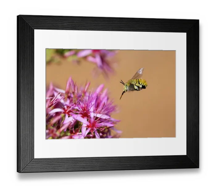 Framed Print : Green-banded bee (Amegilla aeruginosa) flying towards a Turkeybush (Calytrix sp.) flower to feed, Adelaide River Hills, Northern Territory, Australia Framed Print : Green-banded bee (Amegilla aeruginosa) flying towards a Turkeybush (Calytrix sp.) flower to feed, Adelaide River Hills, Northern Territory, Australia