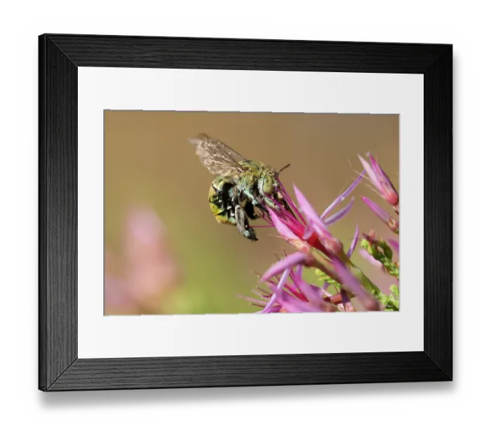 Framed Print : Green-banded bee (Amegilla aeruginosa) nectaring on Turkeybush (Calytrix sp.) flower, Adelaide River Hills, Northern Territory, Australia Framed Print : Green-banded bee (Amegilla aeruginosa) nectaring on Turkeybush (Calytrix sp.) flower, Adelaide River Hills, Northern Territory, Australia