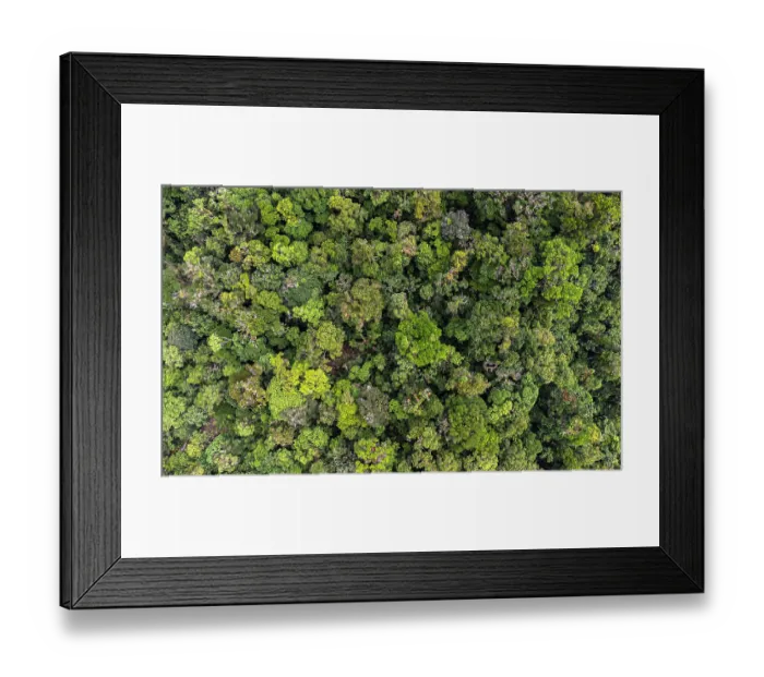 Framed Print : Canopy of cloudforest, Biotopo del Quetzal National Park, Baja Verapaz, Guatemala, June 2023 Framed Print : Canopy of cloudforest, Biotopo del Quetzal National Park, Baja Verapaz, Guatemala, June 2023