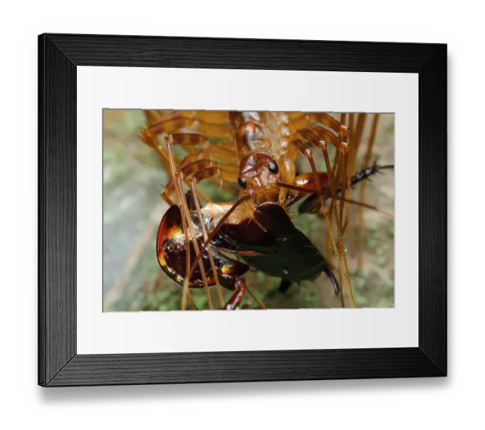 Framed Print : House centipede (Thereuopoda longicornis) feeding on a Cockroach, Redlynch Valley, Queensland, Australia Framed Print : House centipede (Thereuopoda longicornis) feeding on a Cockroach, Redlynch Valley, Queensland, Australia