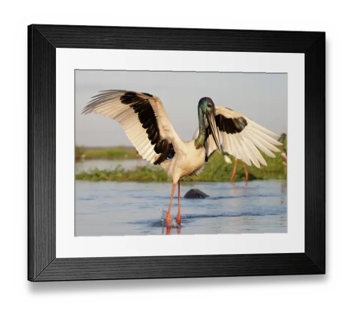 Framed Print : Black-necked stork (Ephippiorhynchus asiaticus) male chasing after a fish in shallow water, with Saltwater crocodile (Crocodylus porosus) in water behind, Corroboree billbong Framed Print : Black-necked stork (Ephippiorhynchus asiaticus) male chasing after a fish in shallow water, with Saltwater crocodile (Crocodylus porosus) in water behind, Corroboree billbong