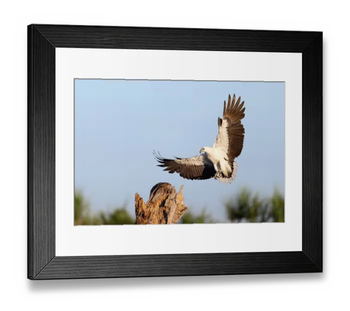 Framed Print : White-bellied sea eagle (Haliaeetus leucogaster) coming in to land on a fishing perch, Corroboree billabong, Northern Territory, Australia Framed Print : White-bellied sea eagle (Haliaeetus leucogaster) coming in to land on a fishing perch, Corroboree billabong, Northern Territory, Australia