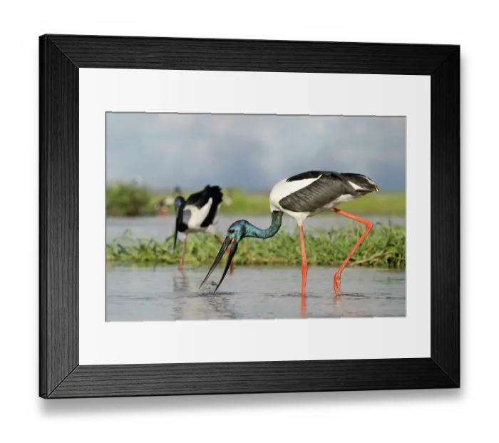 Framed Print : Two Black-necked stork (Ephippiorhynchus asiaticus) males feeding in shallow water, Corroboree billbong, Northern Territory, Australia Framed Print : Two Black-necked stork (Ephippiorhynchus asiaticus) males feeding in shallow water, Corroboree billbong, Northern Territory, Australia