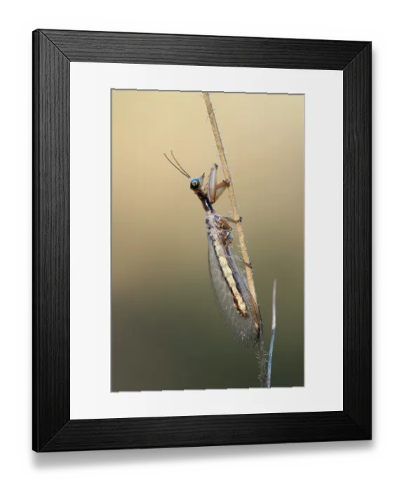 Framed Print : Mantisfly (Mantispidae) resting on plant stem, Adelaide River Hills, Northern Territory, Australia Framed Print : Mantisfly (Mantispidae) resting on plant stem, Adelaide River Hills, Northern Territory, Australia