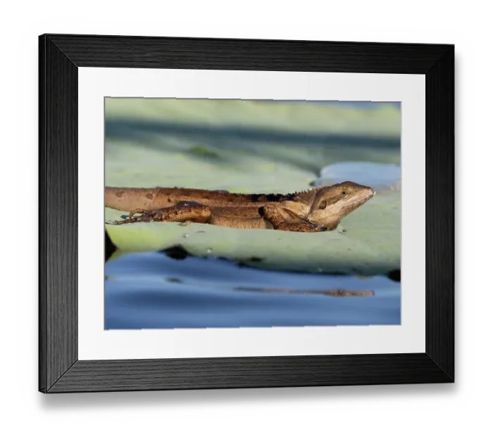 Framed Print : Swamplands lashtail (Tropicagama temporalis) resting on Lilypad, Corroboree Billabong, Northern Territory, Australia Framed Print : Swamplands lashtail (Tropicagama temporalis) resting on Lilypad, Corroboree Billabong, Northern Territory, Australia