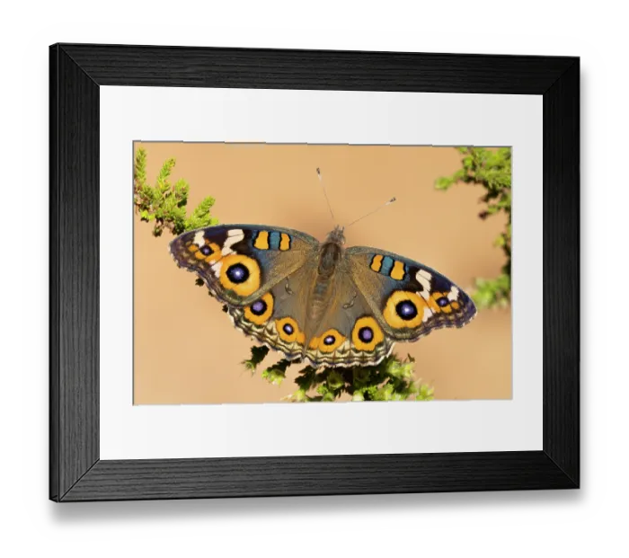 Framed Print : Meadow argus butterfly (Junonia villida) resting on plant, Adelaide River Hills, Northern Territory, Australia Framed Print : Meadow argus butterfly (Junonia villida) resting on plant, Adelaide River Hills, Northern Territory, Australia