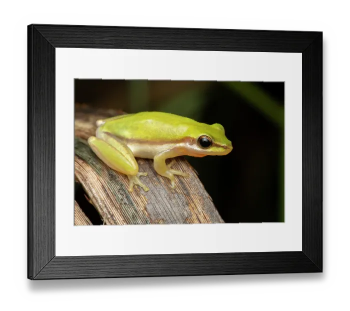 Framed Print : Northern dwarf treefrog (Litoria bicolor) portrait, Noonamah, Northern Territory, Australia Framed Print : Northern dwarf treefrog (Litoria bicolor) portrait, Noonamah, Northern Territory, Australia