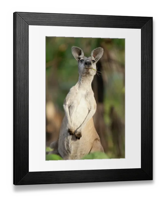 Framed Print : Antilopine wallaroo (Osphranter antilopinus) female, standing alert, feeding on grass, portrait, Adelaide River Hills, Northern Territory, Australia Framed Print : Antilopine wallaroo (Osphranter antilopinus) female, standing alert, feeding on grass, portrait, Adelaide River Hills, Northern Territory, Australia