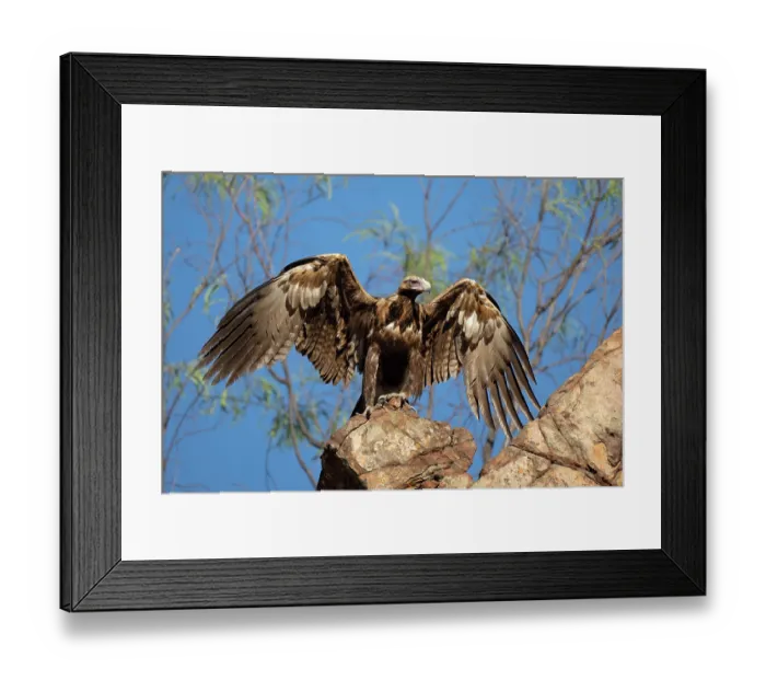 Framed Print : Wedgetail eagle (Aquila audax) spreading its wings, perched above a rocky gorge, Adelaide River Hills, Northern Territory, Australia Framed Print : Wedgetail eagle (Aquila audax) spreading its wings, perched above a rocky gorge, Adelaide River Hills, Northern Territory, Australia