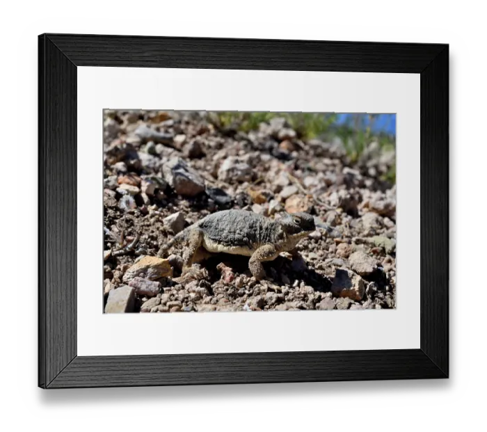 Framed Print : Round-tailed horned lizard (Phrynosoma modestum) on dry ground, near San Simon, Arizona, USA. May Framed Print : Round-tailed horned lizard (Phrynosoma modestum) on dry ground, near San Simon, Arizona, USA. May