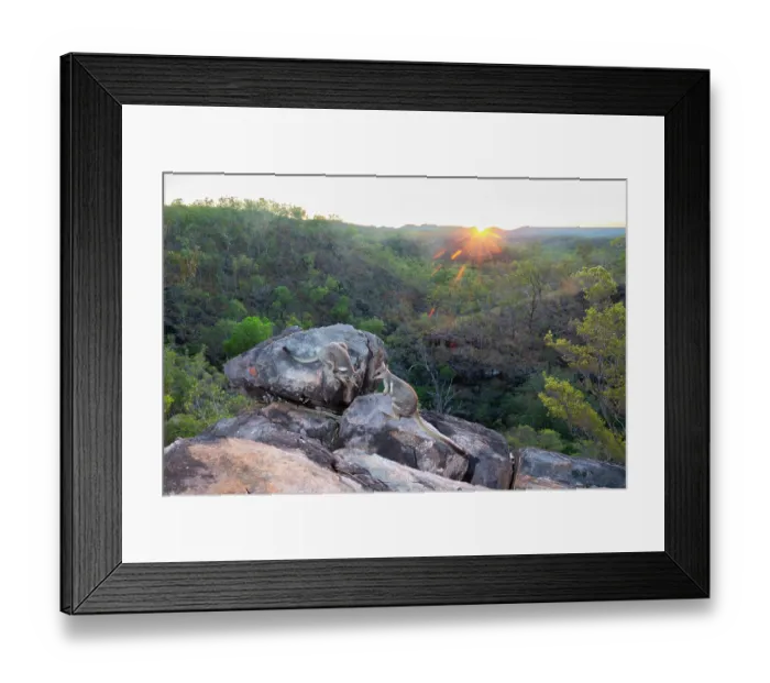 Framed Print : Two Wilkins rock wallabies (Petrogale wilkinsi) climbing over rocky outcrop above gorge at sunrise, Adelaide River Hills, Northern Territory, Australia. Camera trap Framed Print : Two Wilkins rock wallabies (Petrogale wilkinsi) climbing over rocky outcrop above gorge at sunrise, Adelaide River Hills, Northern Territory, Australia. Camera trap