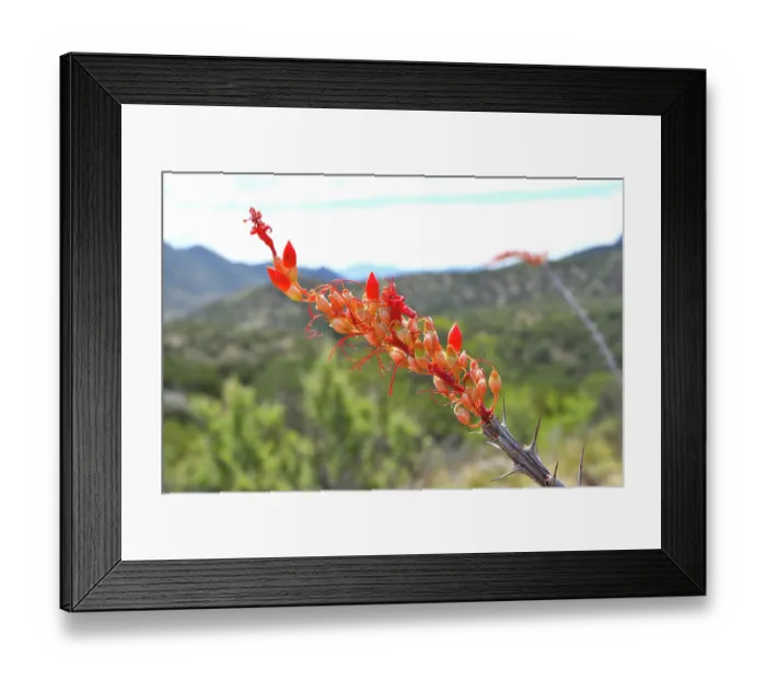 Framed Print : Ocotillo (Fouquieria splendens) in flower, Chihuahuan Desert, Arizona, USA. May Framed Print : Ocotillo (Fouquieria splendens) in flower, Chihuahuan Desert, Arizona, USA. May