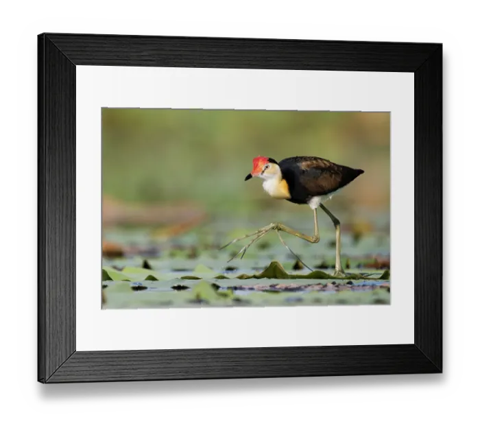Framed Print : Comb-crested jacana (Irediparra gallinacea) walking on Lilypads, Corroboree billabong, Northern Territory, Australia Framed Print : Comb-crested jacana (Irediparra gallinacea) walking on Lilypads, Corroboree billabong, Northern Territory, Australia