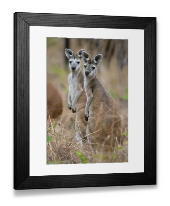 Framed Print : Two Antilopine wallaroo (Osphranter antilopinus), females, moving through dry savanna, Adelaide River Hills, Northern Territory, Australia Framed Print : Two Antilopine wallaroo (Osphranter antilopinus), females, moving through dry savanna, Adelaide River Hills, Northern Territory, Australia