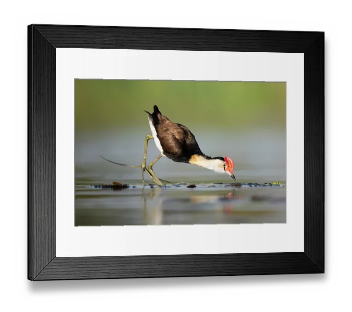 Framed Print : RF - Comb-crested jacana (Irediparra gallinacea) feeding amongst Lilypads, Corroboree billabong, Northern Territory, Australia Framed Print : RF - Comb-crested jacana (Irediparra gallinacea) feeding amongst Lilypads, Corroboree billabong, Northern Territory, Australia