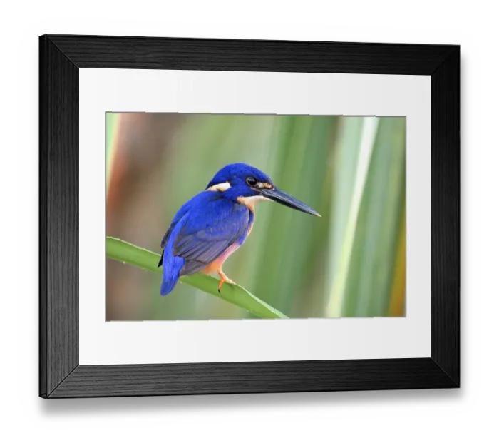 Framed Print : Azure kingfisher (Alcedo azurea) perched on aquatic Pandanus palm (Pandanus sp.), Corroboree billabong, Northern Territory, Australia Framed Print : Azure kingfisher (Alcedo azurea) perched on aquatic Pandanus palm (Pandanus sp.), Corroboree billabong, Northern Territory, Australia
