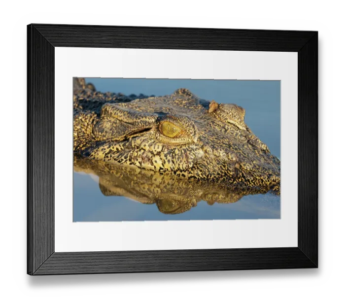 Framed Print : Saltwater crocodile (Crocodylus porosus) in water, head portrait, Corroboree billabong, Northern Territory, Australia Framed Print : Saltwater crocodile (Crocodylus porosus) in water, head portrait, Corroboree billabong, Northern Territory, Australia