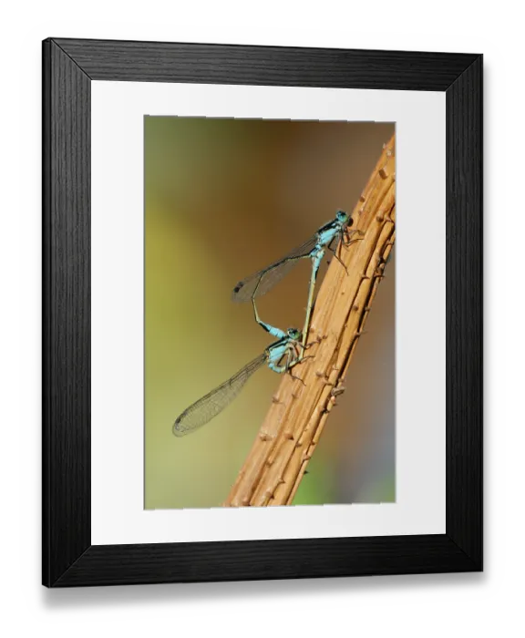 Framed Print : Eastern billabongflies (Austroagrion watsoni) pair mating, Corroboree billabong, Northern Territory, Australia Framed Print : Eastern billabongflies (Austroagrion watsoni) pair mating, Corroboree billabong, Northern Territory, Australia