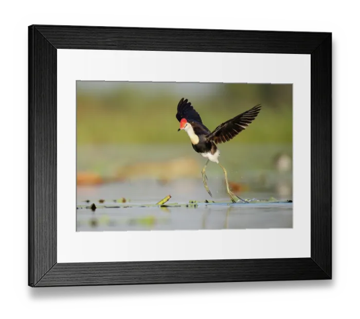 Framed Print : Comb-crested jacana (Irediparra gallinacea) taking flight from water, Corroboree billabong, Northern Territory, Australia Framed Print : Comb-crested jacana (Irediparra gallinacea) taking flight from water, Corroboree billabong, Northern Territory, Australia