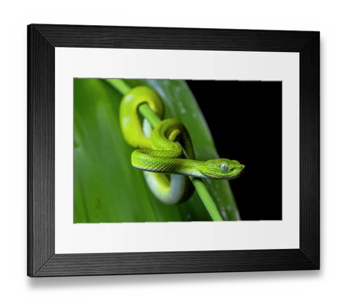 Framed Print : Guatemalan palm pit viper (Bothriechis bicolor) juvenile coiled around plant stem, Tarrales Natural Reserve, Guatemala Framed Print : Guatemalan palm pit viper (Bothriechis bicolor) juvenile coiled around plant stem, Tarrales Natural Reserve, Guatemala
