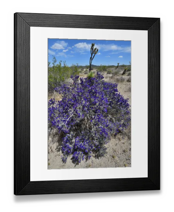 Framed Print : Mojave indigo bush (Psorothamnus arborescens) in flower, Mojave National Preserve, Mojave desert, California, USA. May Framed Print : Mojave indigo bush (Psorothamnus arborescens) in flower, Mojave National Preserve, Mojave desert, California, USA. May