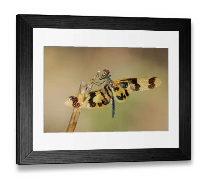 Framed Print : Graphic flutterer (Rhyothemis graphiptera) resting on a dead plant stalk, Corroboree billabong, Northern Territory, Australia