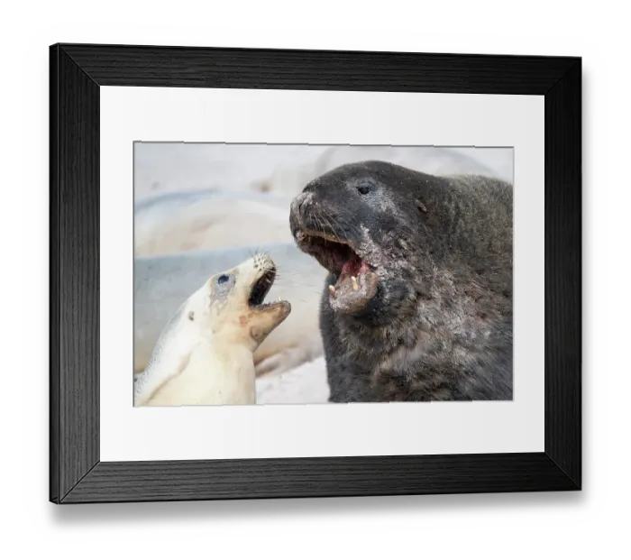 Framed Print : Two Hooker's sea lions (Phocarctos hookeri) male and female, confrontation during courtship in the breeding season, Enderby Island, New Zealand Framed Print : Two Hooker's sea lions (Phocarctos hookeri) male and female, confrontation during courtship in the breeding season, Enderby Island, New Zealand