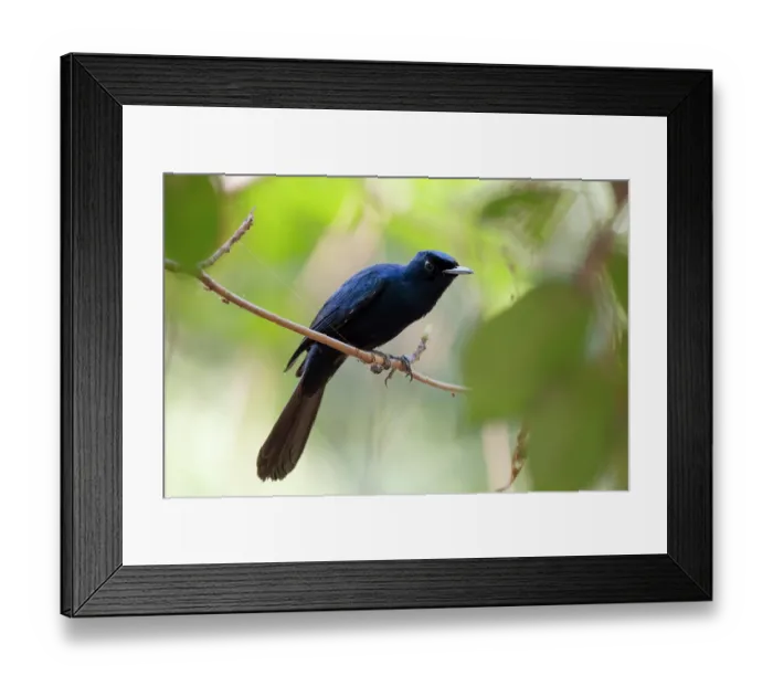 Framed Print : Shining flycatcher (Myiagra alecto) male, perched on branch, Corroboree billabong, Northern Territory, Australia Framed Print : Shining flycatcher (Myiagra alecto) male, perched on branch, Corroboree billabong, Northern Territory, Australia